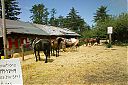 Horses_At_Neskowin_with_Kido_and_Teo_2.jpg