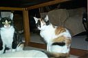 Bella_with_Tail_Callico_-_Female_Manx_Breed_-_Sonsie_10.jpg