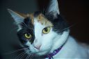 Bella_with_Tail_Callico_-_Female_Manx_Breed_-_Sonsie_14.jpg