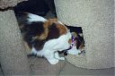 Bella_with_Tail_Callico_-_Female_Manx_Breed_-_Sonsie_15.jpg