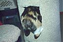 Bella_with_Tail_Callico_-_Female_Manx_Breed_-_Sonsie_17.jpg