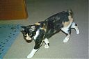 Bella_with_Tail_Callico_-_Female_Manx_Breed_-_Sonsie_4.jpg