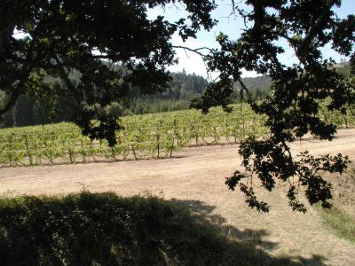 Yamhill Winery - Yamhill, Oregon_3
Yamhill Winery - Yamhill, Oregon
Keywords: Yamill Valley Wine