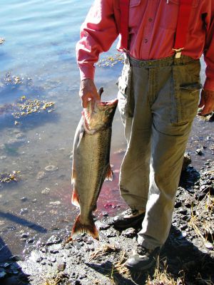 Salmon River Fishing Trip with Grandpa Roy_7
Salmon River Fishing Trip with Grandpa Roy
Keywords:  Grandpa Roy Kinzie fishing