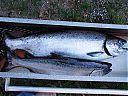 Salmon_River_Fishing_Trip_with_Grandpa_Roy_10.jpg