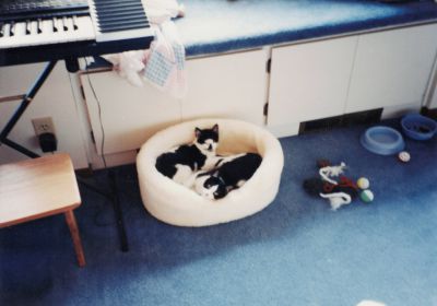 Kate and Sly (Bill and Sandy's cats)
